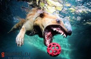 фото под водой как собака ловит резиновый мяч