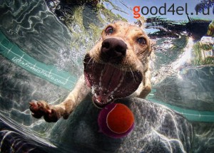 Фото под водой как собака ловит мяч