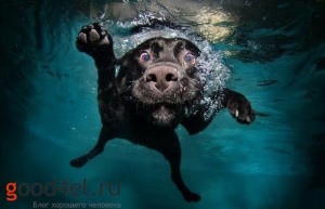 Фото собаки под водой