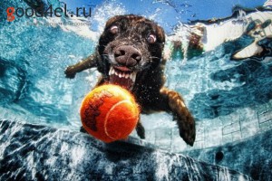Фото под водой собака пытается укусить мяч