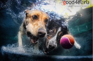Подводное фото как две собаки ловит мяч
