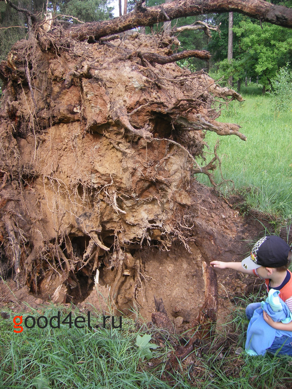 Последствия смерч ураган Клинцы 24.05.13 корень дерева на верху