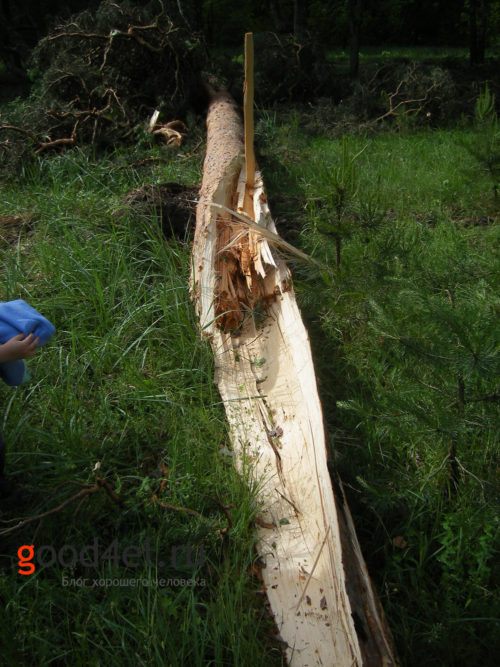 Последствия смерч ураган Клинцы 24.05.13 раскалотое дерево на земле