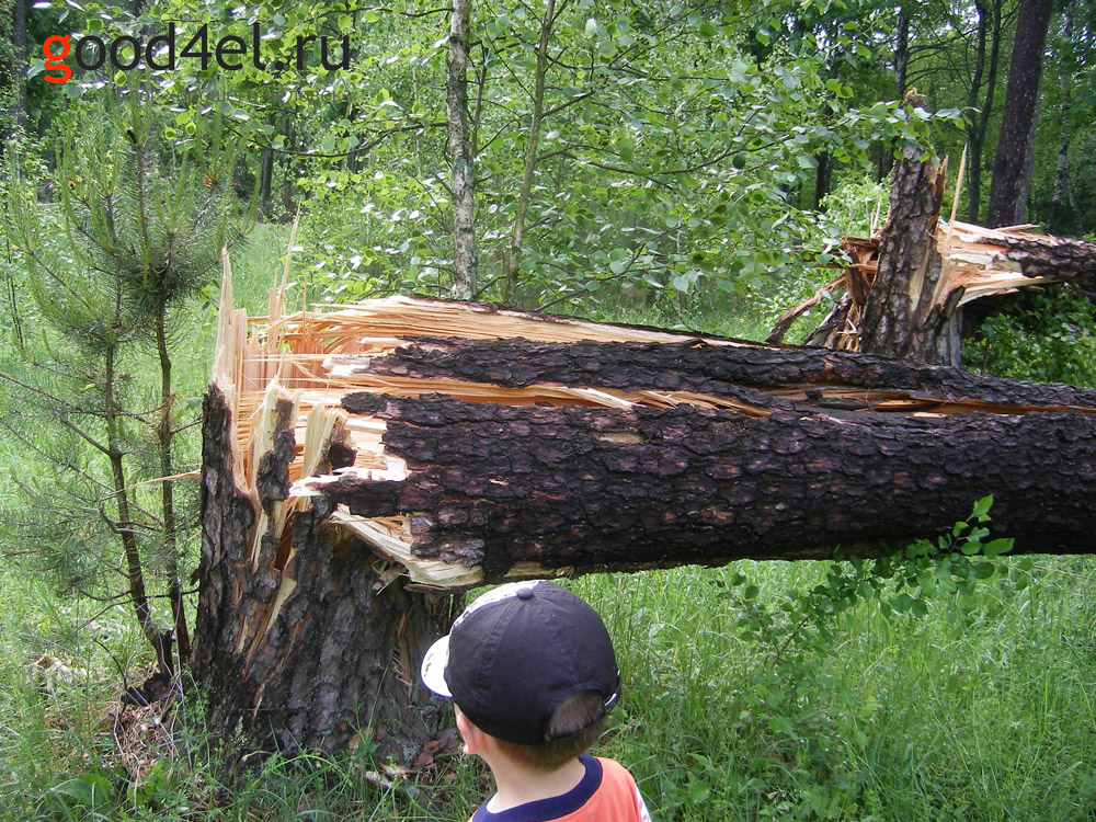 Последствия смерч ураган Клинцы 24.05.13 дерево сломано как спичка